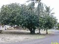 Bodhi Tree / Ficus religiosa